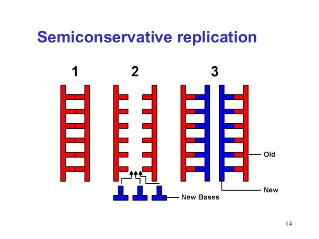 is semiconservative.