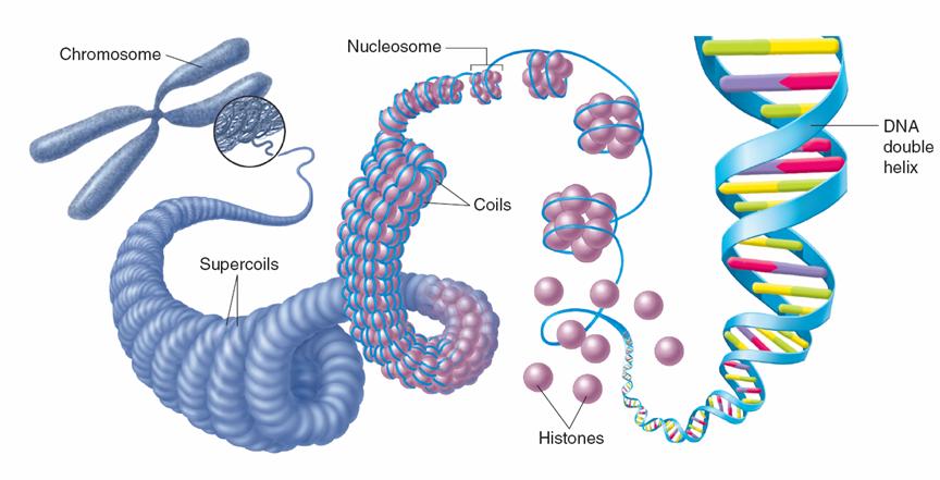 DNA and Chromosomes Eukaryotic Chromosome Structure