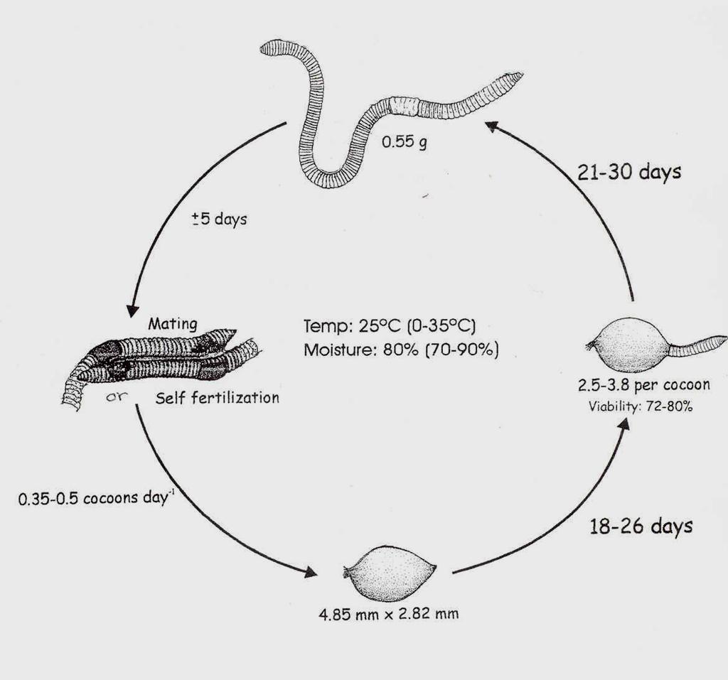 LIFE CYCLE OF