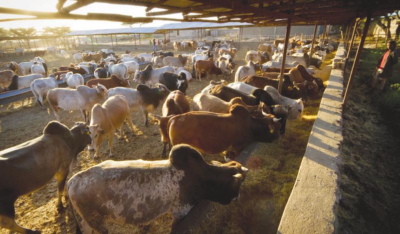 Introducing and Expanding New Enterprises In Ethiopia, livestock fattening, dairy, poultry, and forage production can be profitable enterprises and a means to increase smallholder farmers incomes.