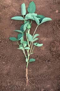 will inhibit N2 fixation A small amount of N may increase yields in certain low N, high yielding environments 3 nodes above unifoliolate Cotyledons gone