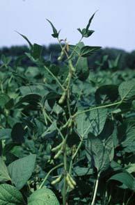 % Yield Loss Full Seed R6 Beginning Maturity R7 Pod containing a green seed that fills the pod cavity at