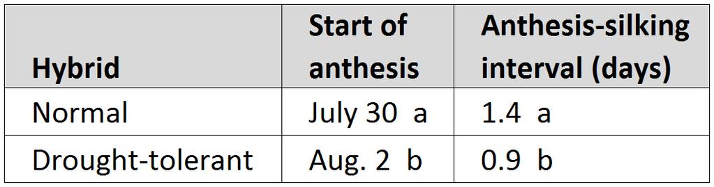 1) Anthesis began 3 days later for the drought-tolerant hybrid 2) Anthesis-silking interval was slightly
