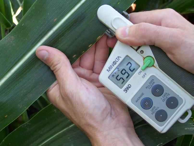 Chlorophyll meter used to assess: - leaf