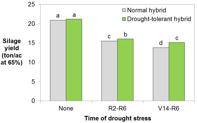 Silage yield was higher with drought-tolerant hybrid (+3% for R2 R6;