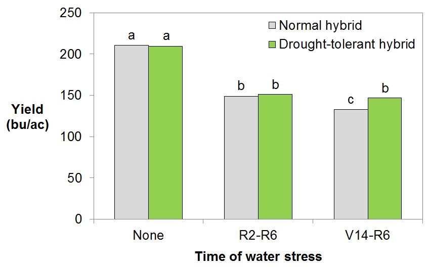 1) Yield was 11% higher with drought-tolerant for V14 R6 2) Yield was similar for R2 R6 & V14 R6