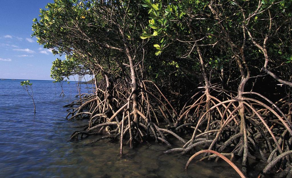 Mangrove Forest in
