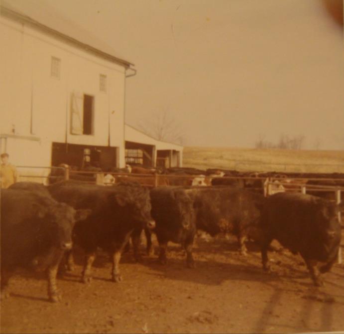 The farm was first purchased in 1940 by Christian Bollinger Abram Bollinger started farming on the half with his father in 1948 The farm was a traditional Lancaster County farm, raising steers,