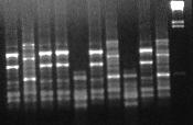 144 Ci 426 Ci 480 Ci 433 Ci 44 Ci 450 Ci 532 Ci 59 Ci 604 Ci 210 Ci 318 M Photo 1. DNA (RAPD) banding pattern in a sample of five duplicate sets based on one primer: OPQ-5.