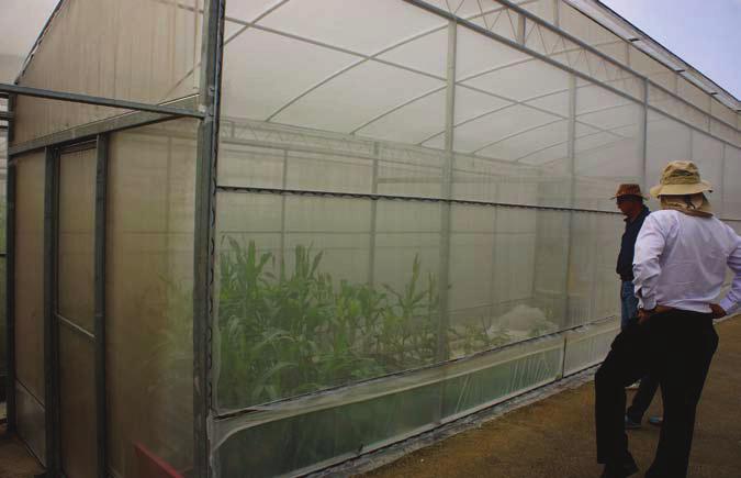 Quarantine house, for study of disease resistance produce are not optimised for the tropics.