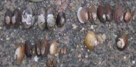 5.1.1. Freshwater Mussels.