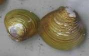 ) Changes in physical and chemical conditions can potentially short-circuit reproduction by freshwater mussels if the fish hosts needed for larvae are themselves impaired or otherwise limited in