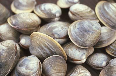 I. Aquaculture TAVIRA SHELLFISH PILOT PLANT (13 ha) CLAM Ruditapes decussatus IMPROVE the broodstock conditioning and gamete quality STUDY the reproductive cycle of different