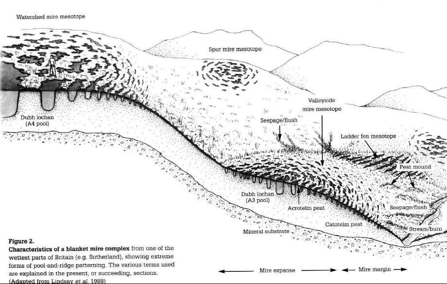 Figure 2-1 Section though a Blanket Mire complex This model of peat structure is discussed in more detail in a range of sources including Hobbs (1986), Lindsey et al, (1988), Warburton and Evans
