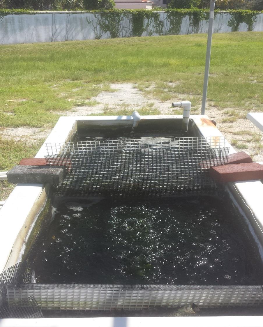 37 Figure 13. An algae culture trough built by the author at the Smithsonian Marine Station.