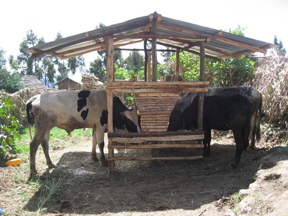 Introduction Grazing lands that have been serving as a source of natural pasture f livestock in the highlands of Ethiopia are continuously shrinking due to high population pressure, land degradation