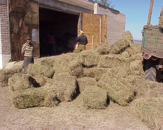 Storage of hay for winter in