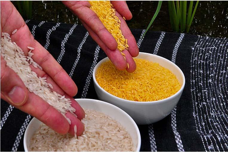 Nutritional benefits Golden Rice GMO rice with added beta-carotene