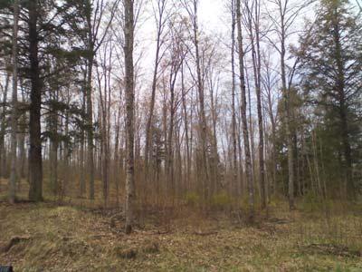 Aspen, Paper Birch Wildlife Habitat Management on State Land Aspen and paper birch are typically managed by using even-aged management (clear cutting) with