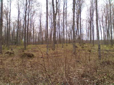 Featured species include gray jay, white-tailed deer, bobcat and American marten. Northern Hardwoods Northern hardwoods are managed to perpetuate the uneven-aged condition of the stand.