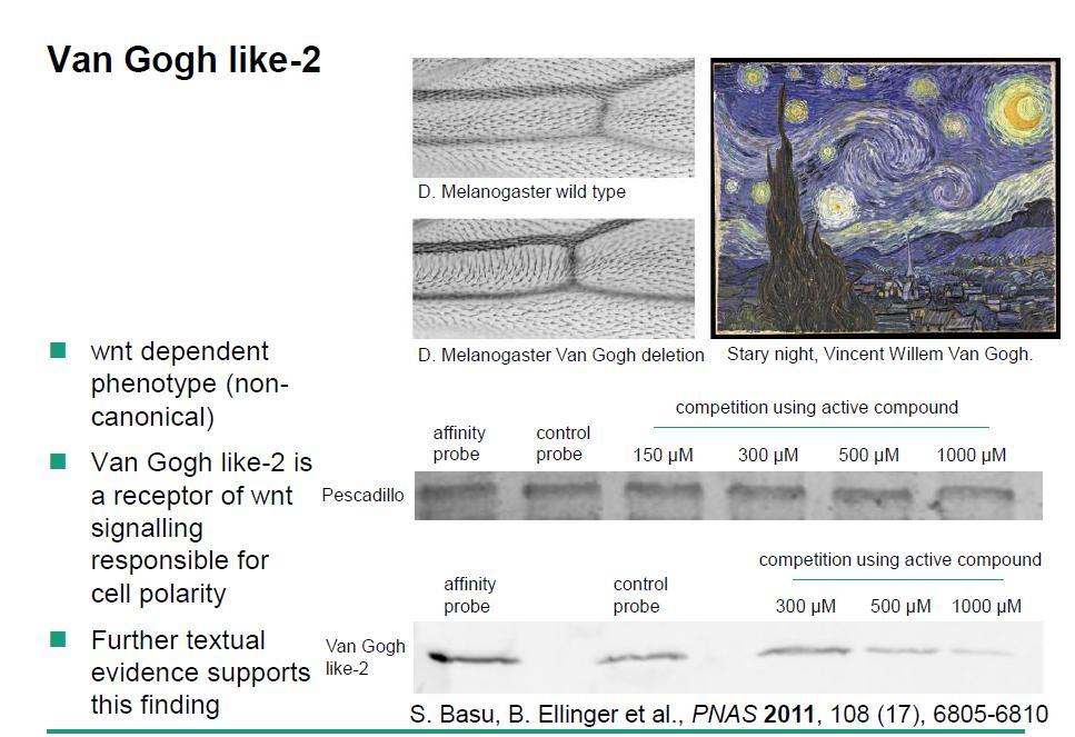 wnt dependent phenotype (noncanonical) Van Gogh like-2 is a receptor of wnt
