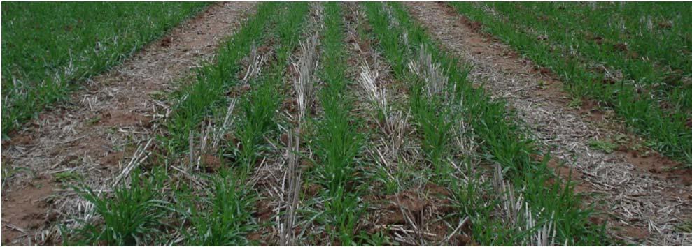 sowing yield gains of 10 % No significant use in