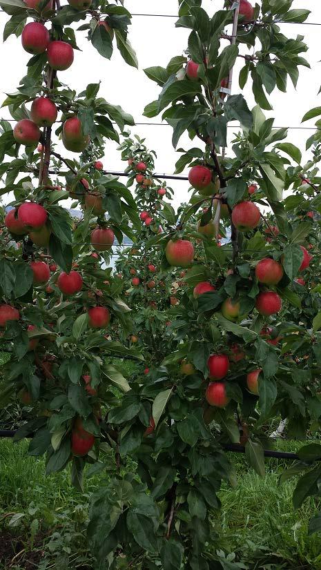 Bottom Line on Organic Apples Washington will remain King for the foreseeable future in quality and production per acre.