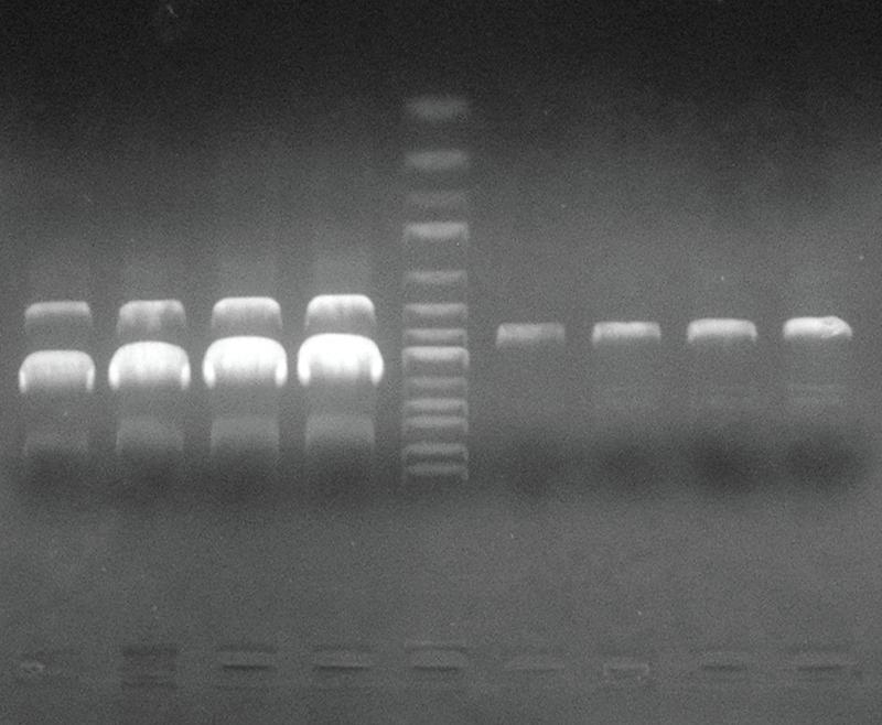 Page 11 Presto TM Mini Plasmid Kit Functional Test Data Plasmid DNA Yield Based on Cell Culture Volume and E. coli Strain E. coli Strain Host Strain Cell Culture Volume (OD600 = 4.0) 1.