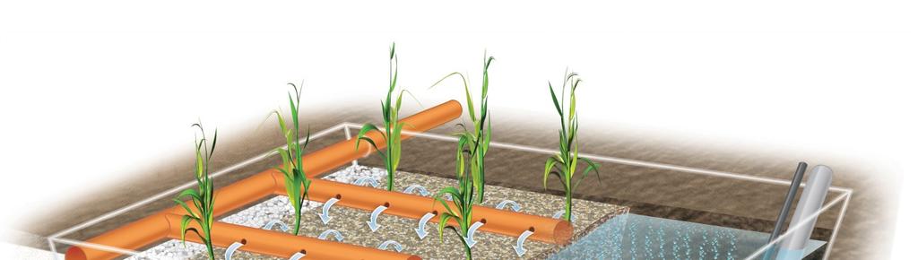 Here is an example of an aerated, vertical flow reed bed.
