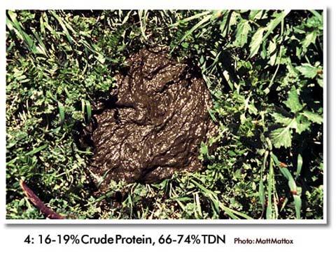 This manure appears runny and does not form a distinct pile. It will measure less than one inch in height and splatters when it hits the ground or concrete.