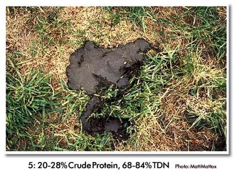The manure may actually arc from the cow. Excess protein or starch, too much mineral or lack of fiber can lead to this score.