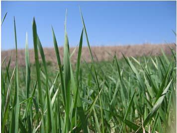 Fertilization Applying nitrogen too early may encourage the growth of late summer emerging weeds and subsequently reduce the production of tall fescue.
