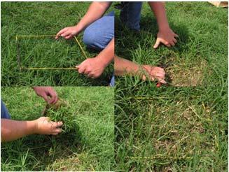 Assessing Forage Growth How Many Days of Grazing? Make a quick visual assessment of how tall and thick the forage growth is. Allows to estimate the length of the grazing period.
