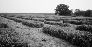 Forage Yields of Cereal Rye Varieties on Prepared Seedbeds Cereal rye is grown widely in north Louisiana for cool-season forage production on pastures.