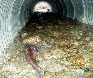 Rock materials in culverts help to reduce velocity and mimic natural