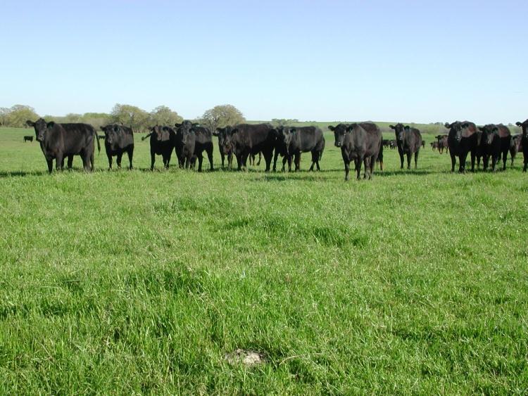 grazing Frequent cutting tolerance Cattle vs