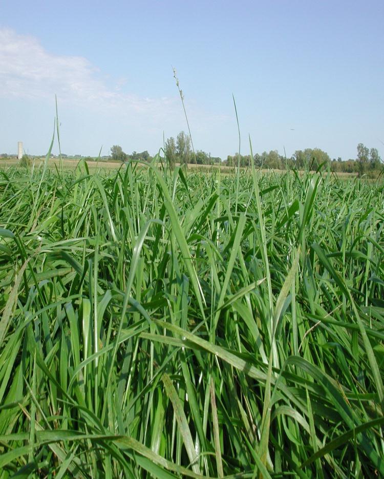Breeding Improved Forage Grasses Factors affecting selection for both Cutting and Grazing Systems Persistency