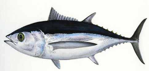 Tuna and fisheries in the
