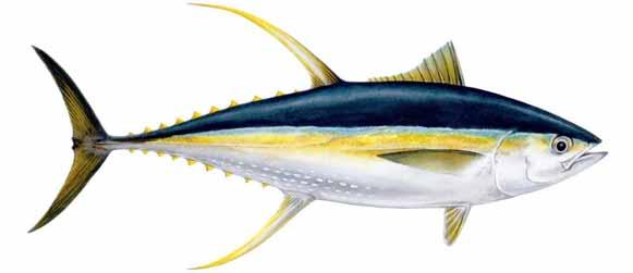Yellowfin Tropical sp.