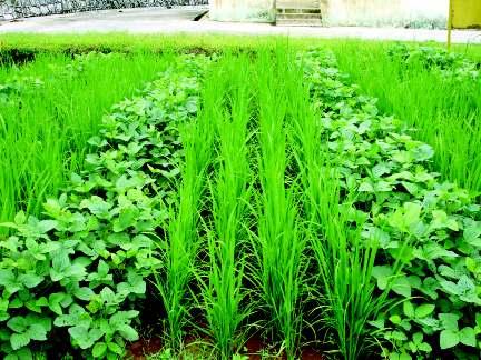 Rice + soybean (4:2) intercropping systems system rice rice or rice-pea/lentil/toria on sunken beds and tomato/carrot/frenchbean bhindi-frenchbean on sunken bed is