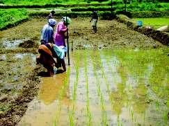Transplanting of rice with manual dibbler Opening furrow with manual furrow opener Field experiment conducted at ICAR Complex, Umiam revealed that continuous zero tillage (no ploughing) and minimum