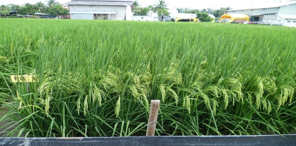 Local Hybrid Rice