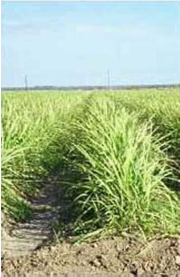 Bagasse - 1000 kton wet bagasse needed - harvesting season 4-6 months At least 500 kton has to be stored Losses, due to