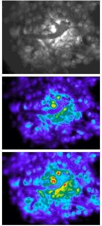 Page 9 of 10 ANG-1 (AM) Response to Ouabain Inhibition of the Sodium Pump in Astrocytes Figure 1a: Gray scale image of astrocyte loaded with ANG-1 (AM) Figure 1b: False color image of astrocyte