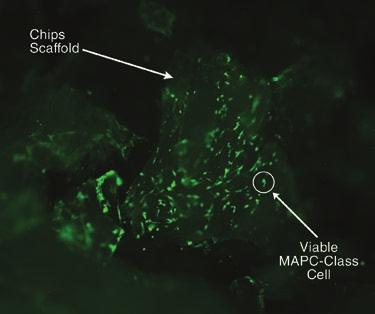 Focus on Cell Viability A minimum of 50,000 viable MAPC-class cells/cc of implant are present on the scaffold at the time of implantation.