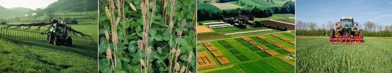 Intercropping legumes (grain or forage) improves weed competition and N availability for wheat crop or succeeding crop. Green manure can be an effective alternative to farmyard manure.