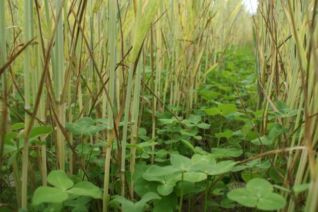 Intercropping with legumes is an effective strategy to improve protein quantity and quality in wheat. Pea and clover grass turned out to be most effective.