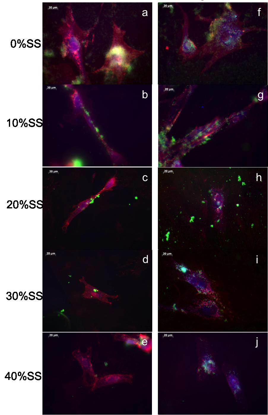 Electronic Supplementary Material (ESI) for Chemical Communications ESI- 5 : Fluorescence optical imaging of human dermal fibroblast cells after 24 h (left-hand column) and 7 days (right-hand column)