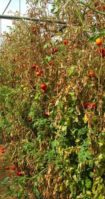 High Risk of Insecticide Resistance Development in Tuta absoluta Risk for Insecticide Resistance Development: Pests like Tuta absoluta, with high reproduction capacity and short generation cycle, are