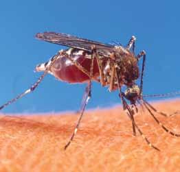 The parasites and viruses are transmitted by the female mosquitoes and are responsible for more than one million deaths each year. They are also a major obstacle to the UN s poverty reduction efforts.